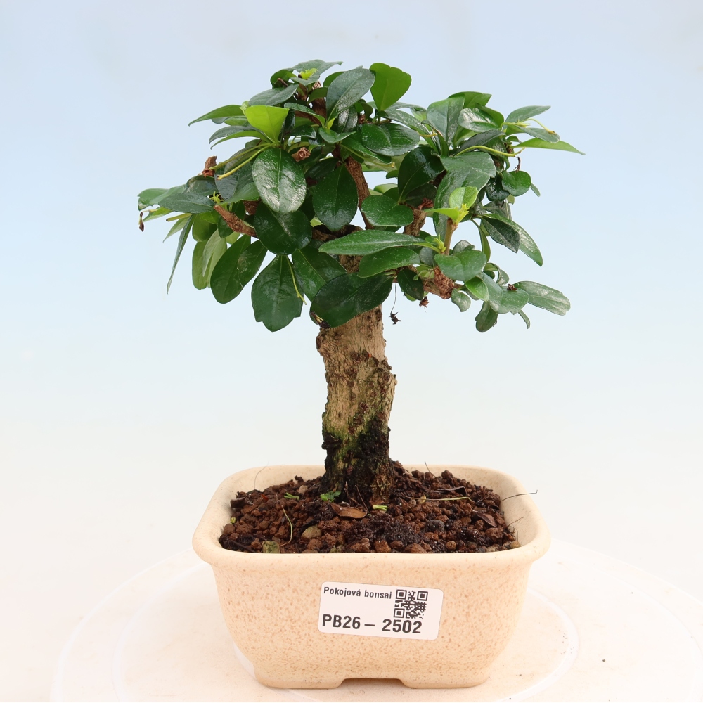 Zimmer-Bonsai - Carmona macrophylla - Tee-Fuki