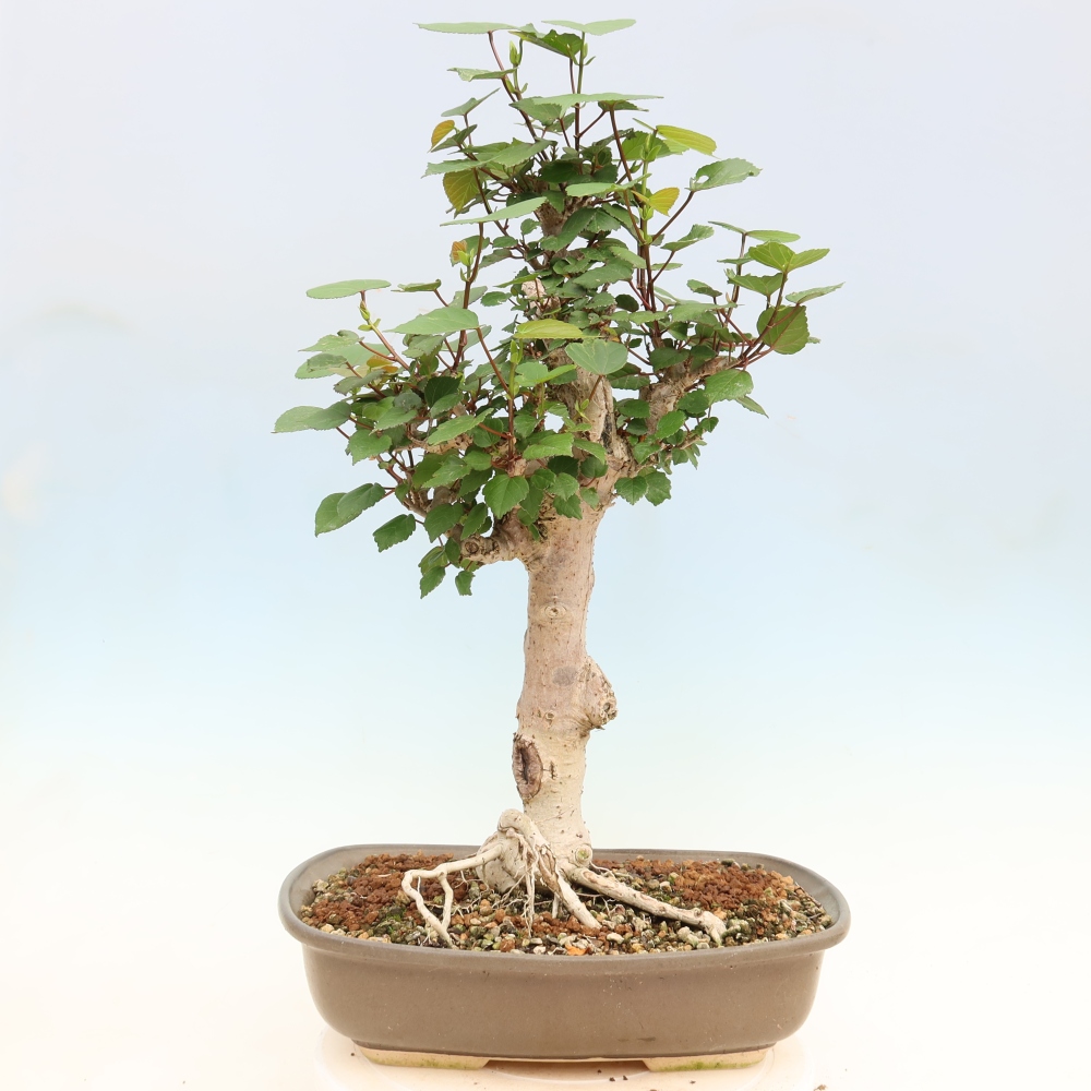 Zimmerbonsai - Hibiscus tiliaceus - Meeres-Hibiskus