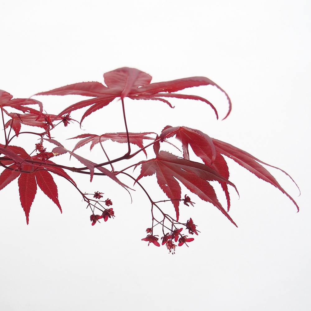 Bonsai im Freien - Acer-Palme. Atropurpureum-Palmenblatt-Ahorn