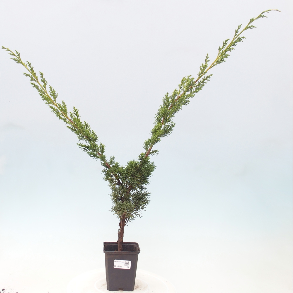 Bonsai für draußen - Juniperus chinensis Kishu