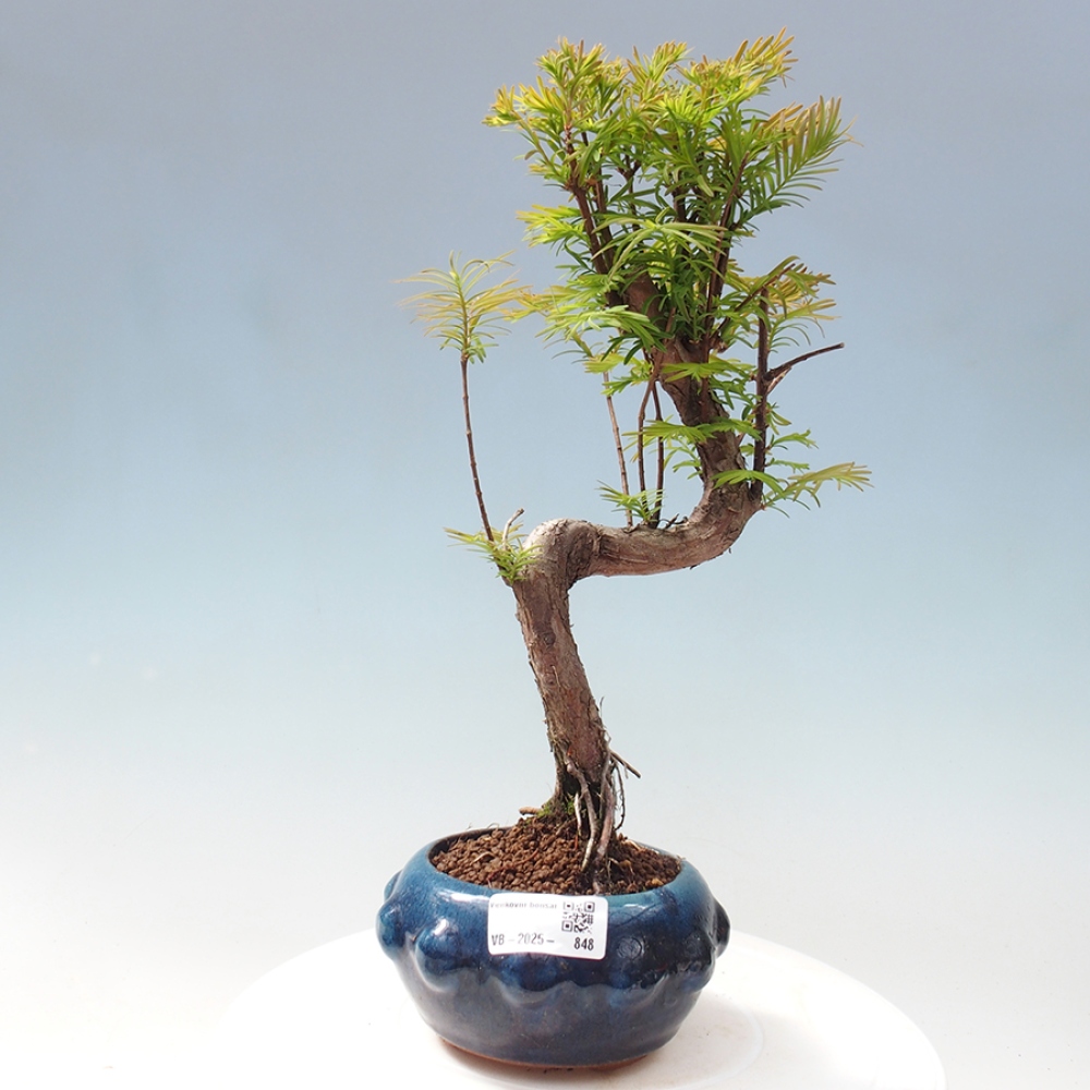 Bonsai im Freien - Metasequoia glyptostroboides - Chinesischer Metasequoia
