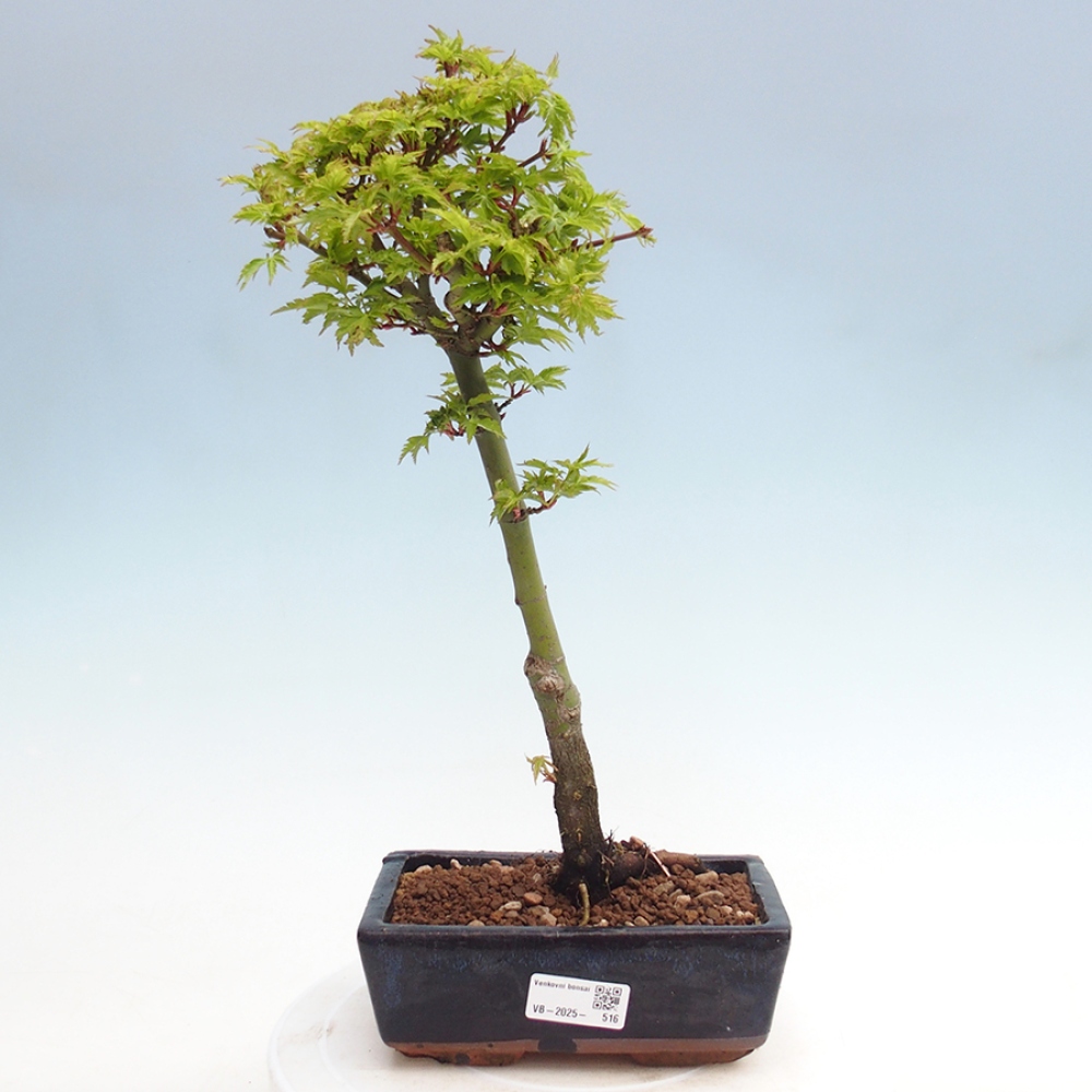 Bonsai im Freien - Acer palmatum Shishigashira-Ahorn
