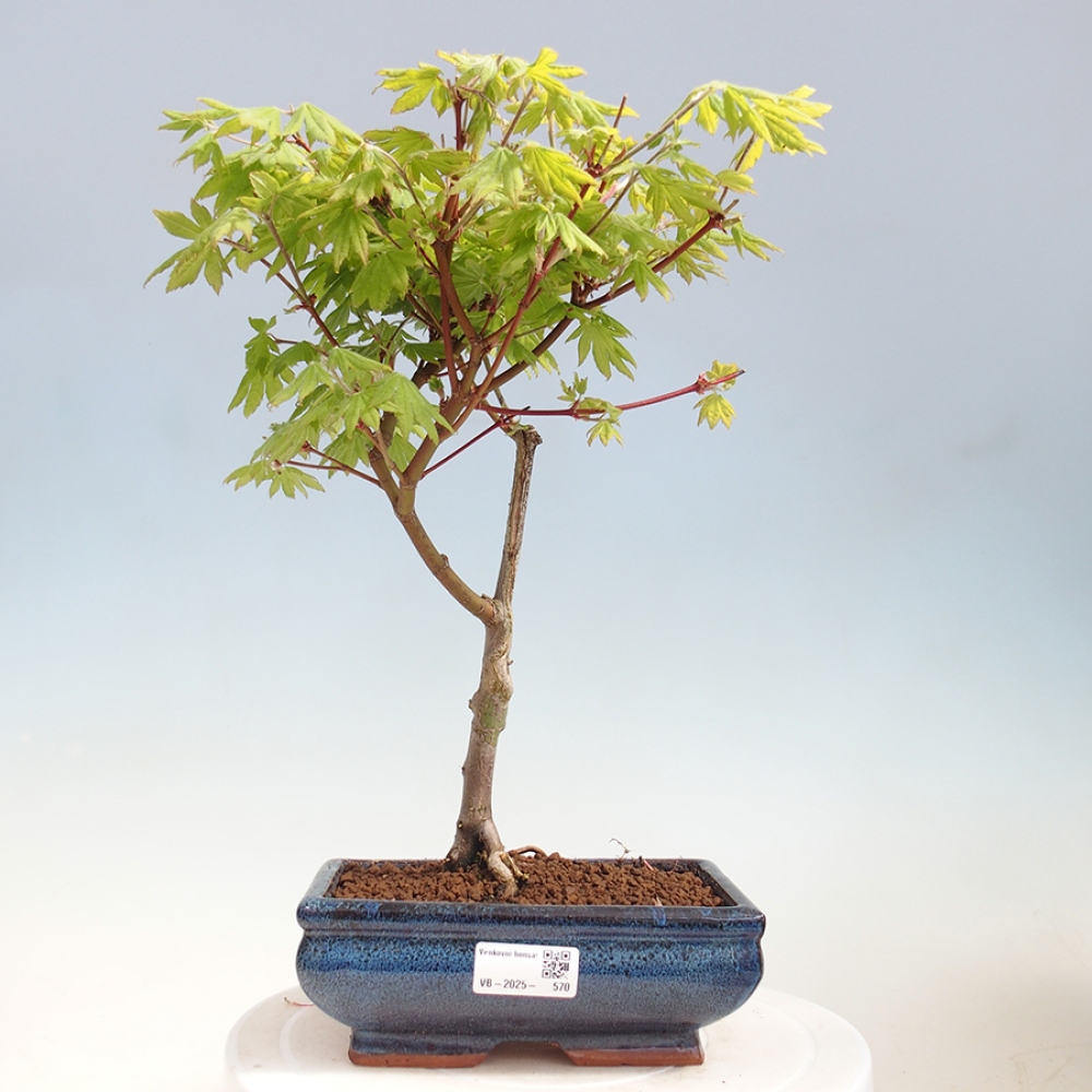 Bonsai im Freien - Ahorn palmatum katsura GISAN - Ahorn palmat