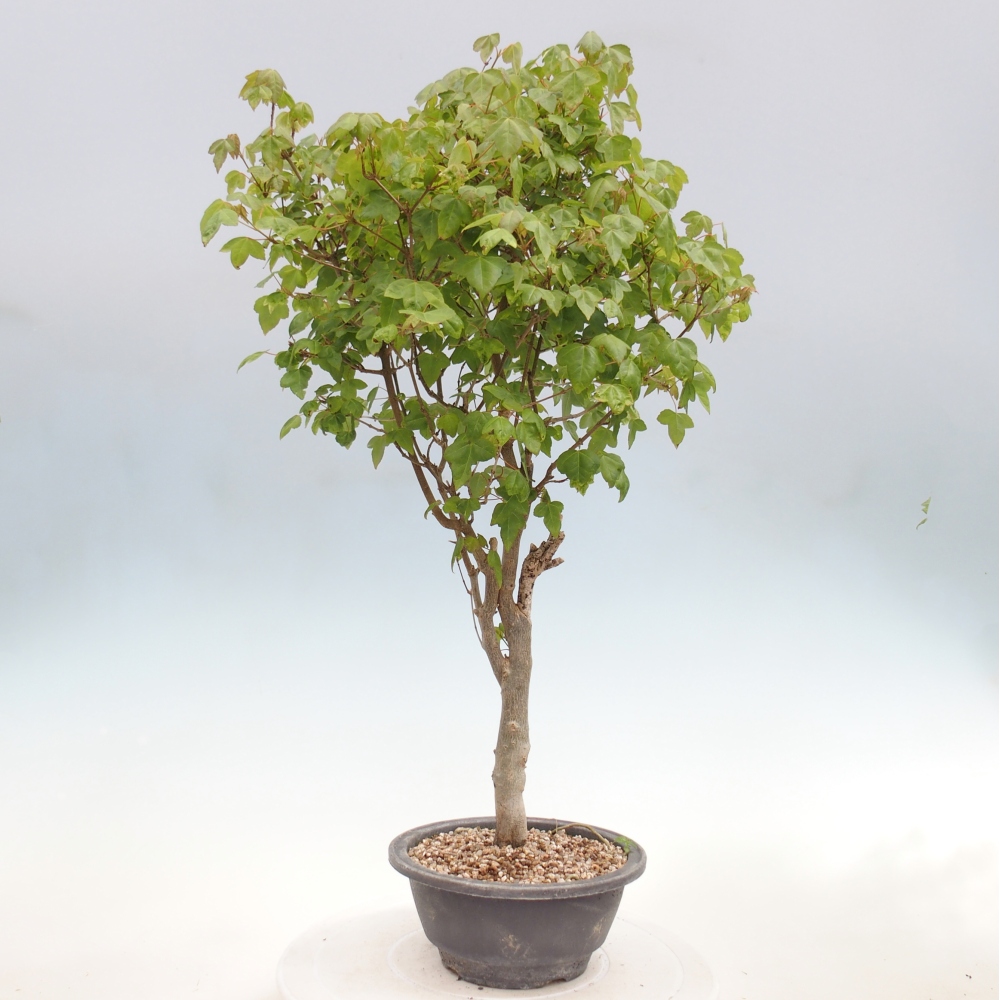 Bonsai für draußen - Acer Buergerianum - Bergahorn