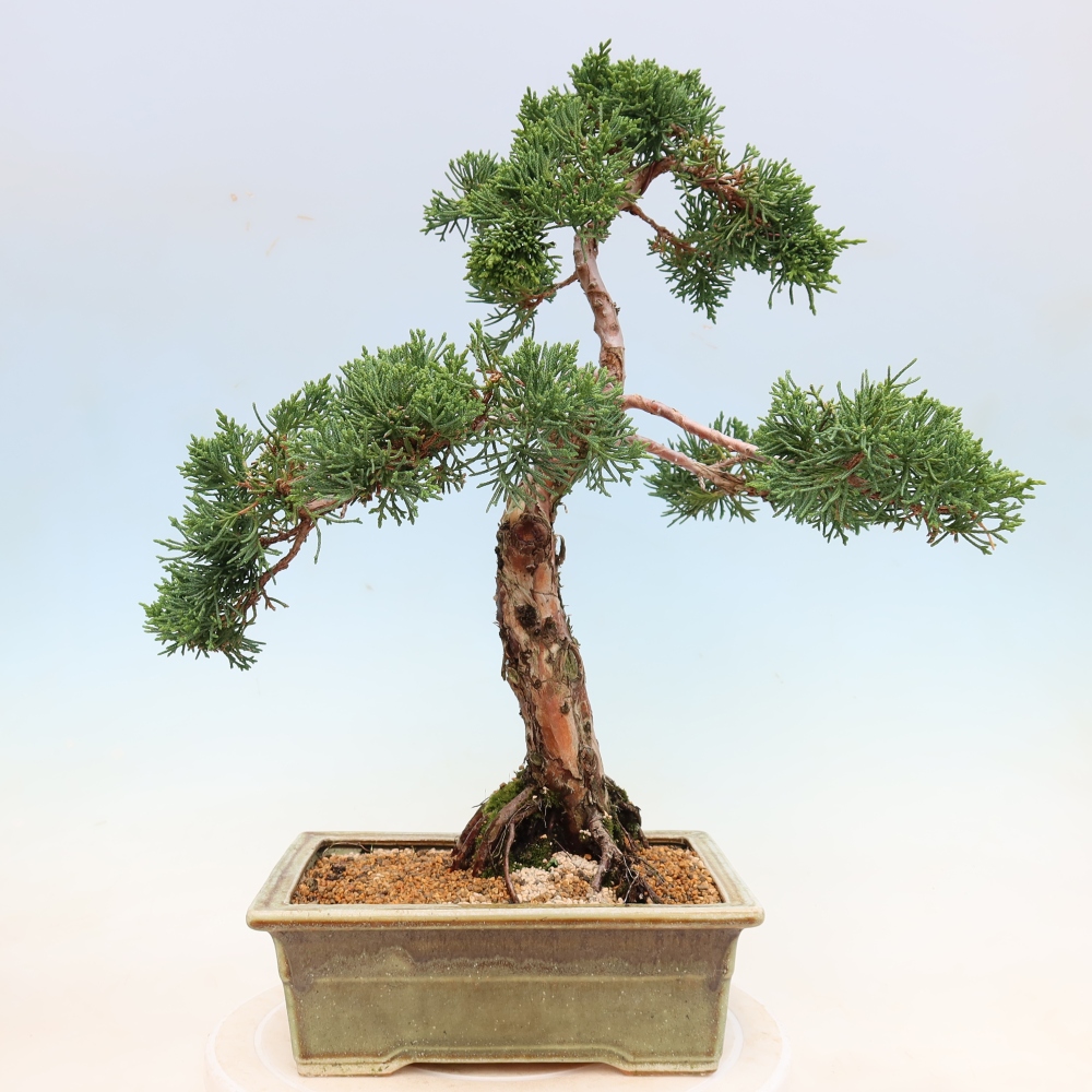 Bonsai für draußen - Juniperus chinensis Kishu