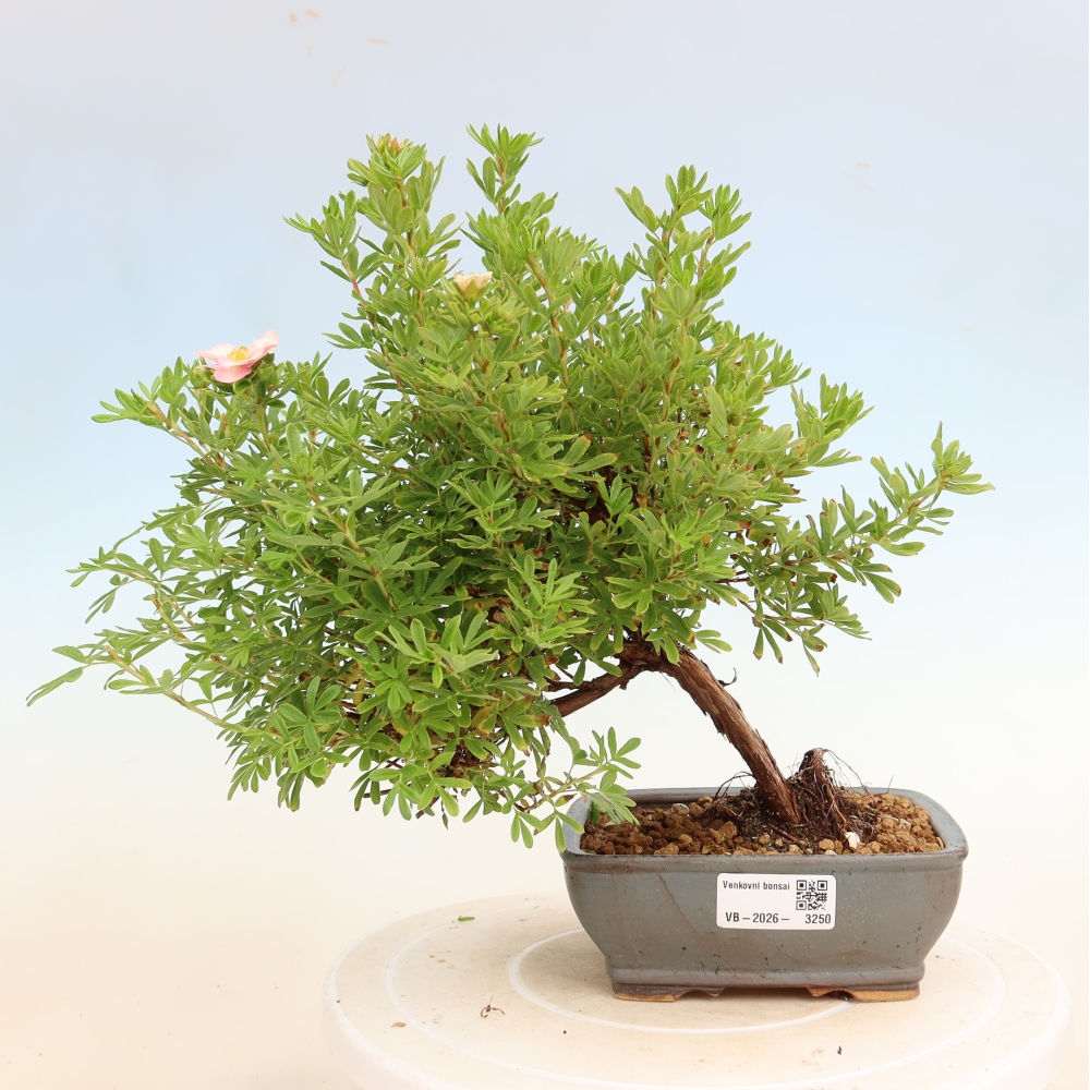 Bonsai für den Außenbereich – Strauch-Blutwurz – Potentilla fruticosa Bellissima