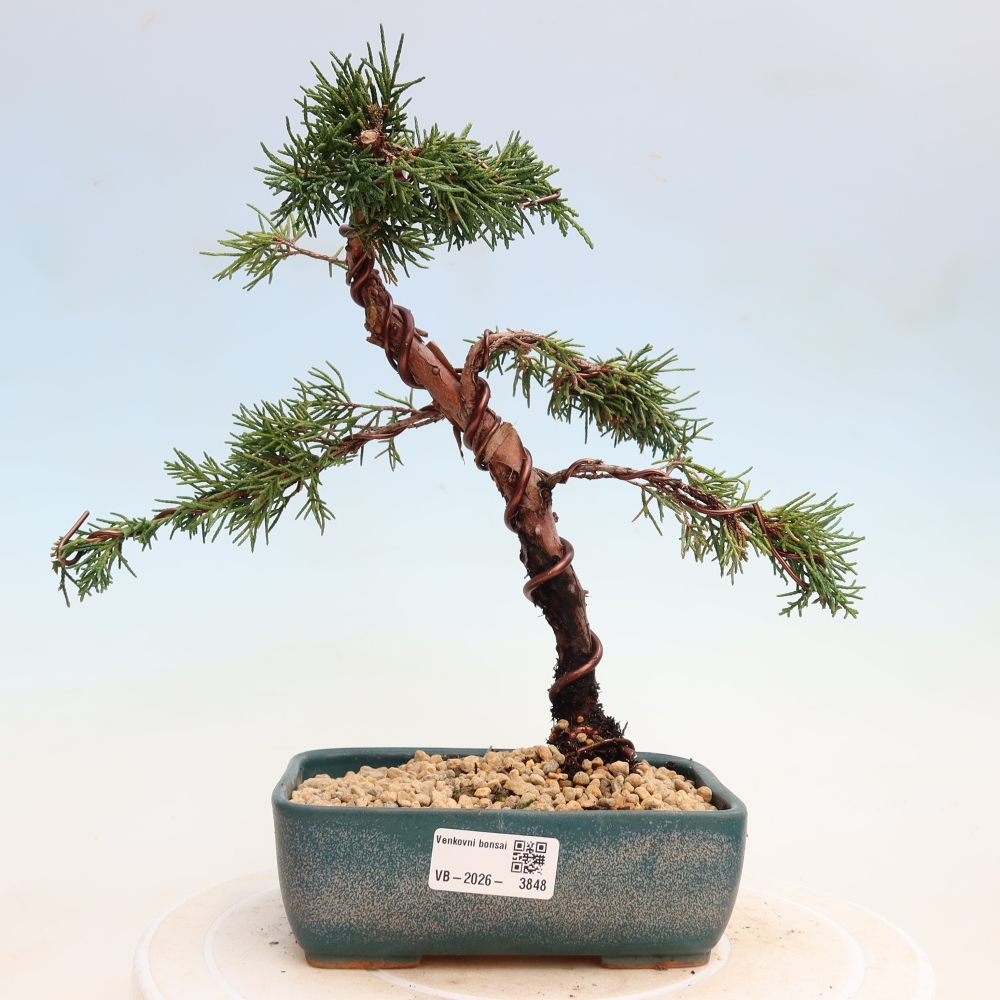 Bonsai für draußen - Juniperus chinensis Kishu