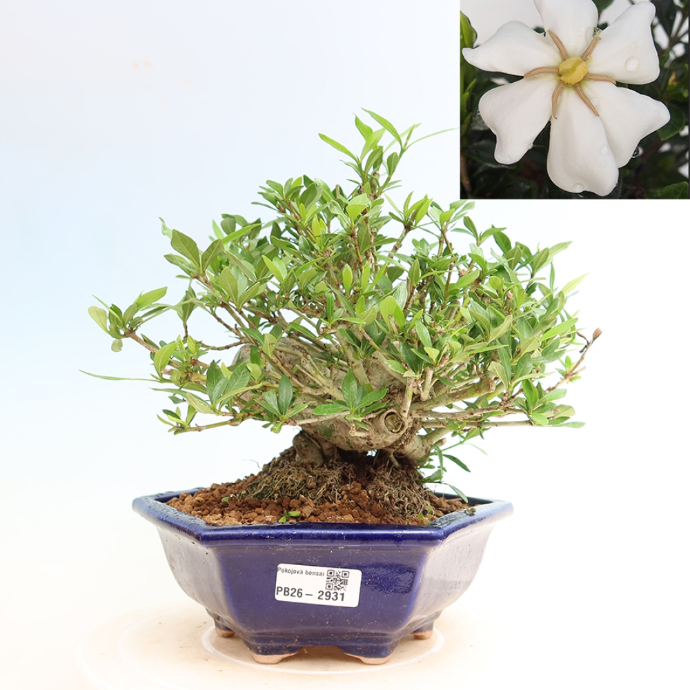 Zimmer Bonsai - Gardenia jasminoides-Gardenia