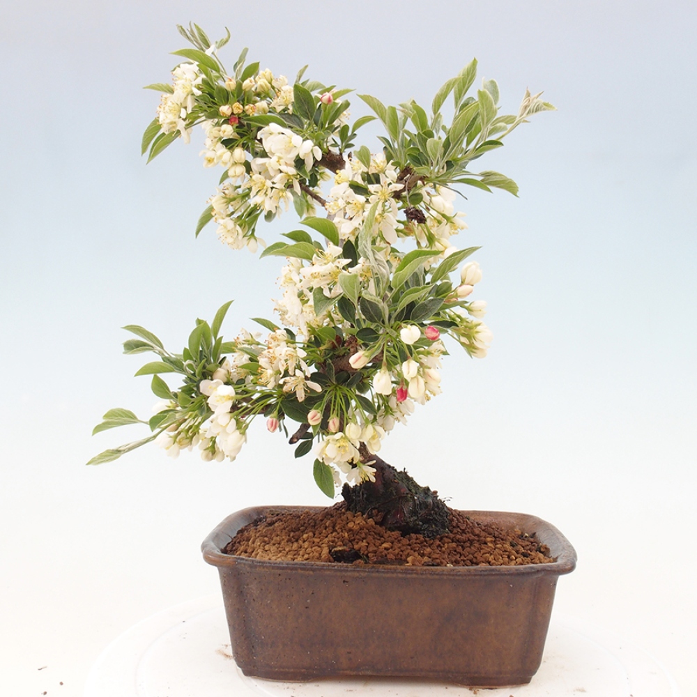 Freilandbonsai - Malus sargentii - Kleinfruchtiger Apfelbaum