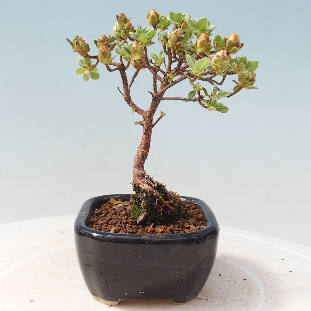 Outdoor-Bonsai - Rododendron indicum - Japanische Azalee