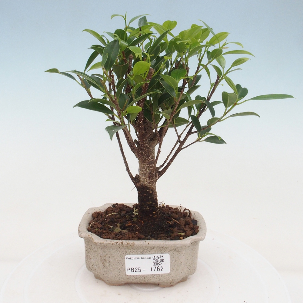 Zimmerbonsai - Kleinblättriger Ficus - Ficus kimmen