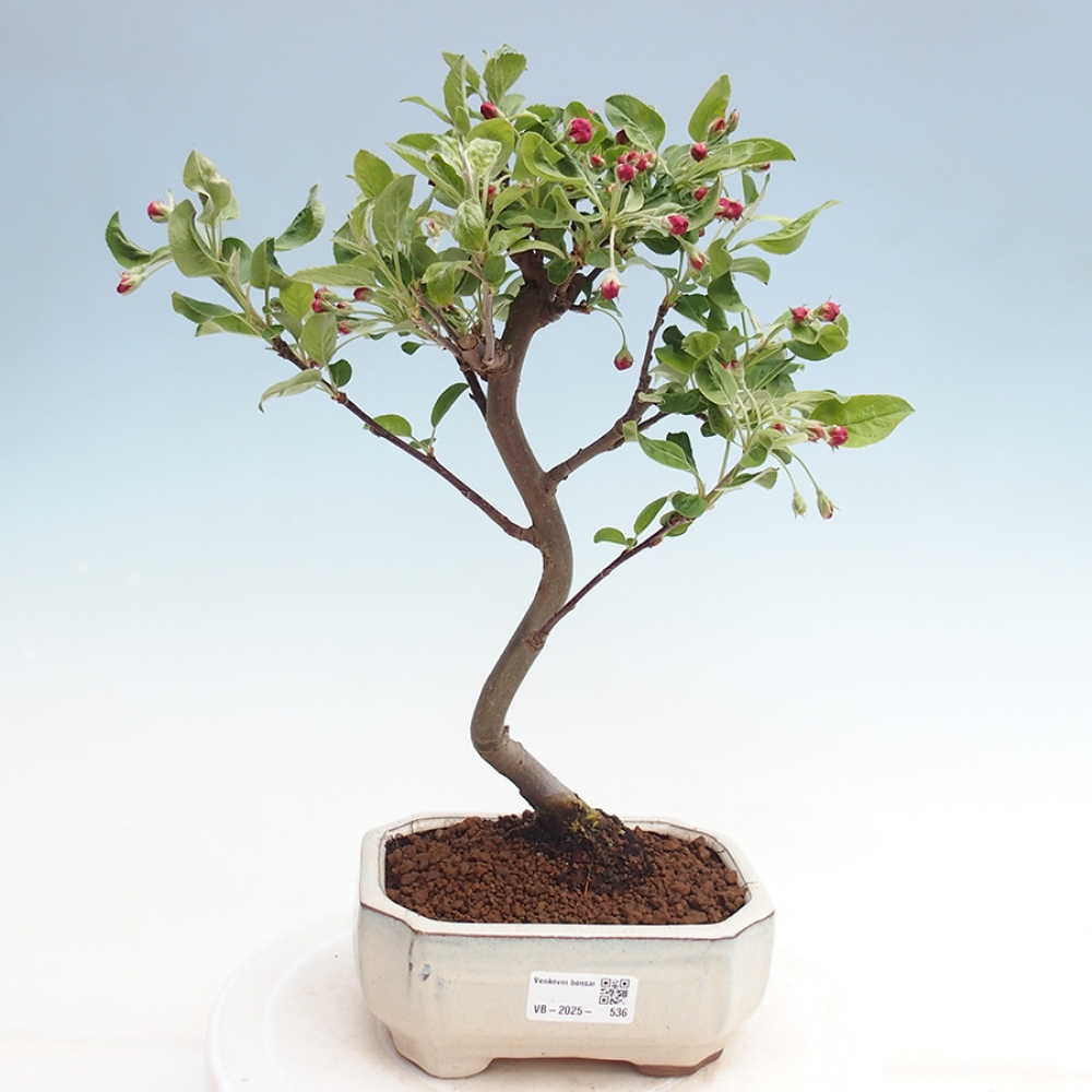 Bonsai im Freien - Malus halliana - Kleinfruchtiger Apfelbaum