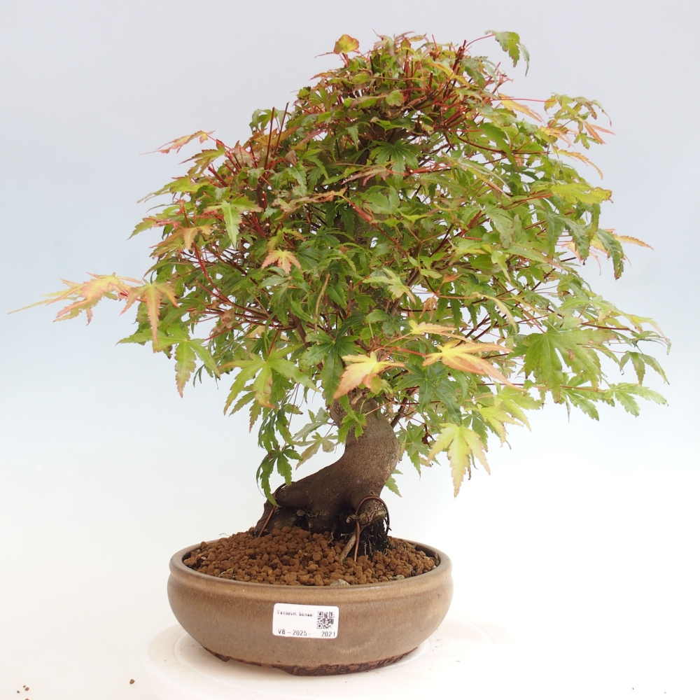 Bonsai im Freien – Ahorn – Acer palmatum
