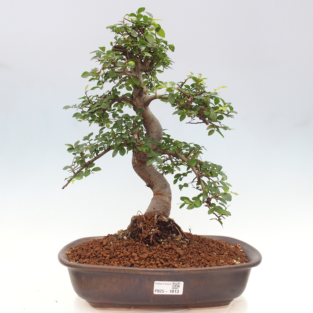 Zimmerbonsai - Ulmus parvifolia - Kleinblättrige Ulme