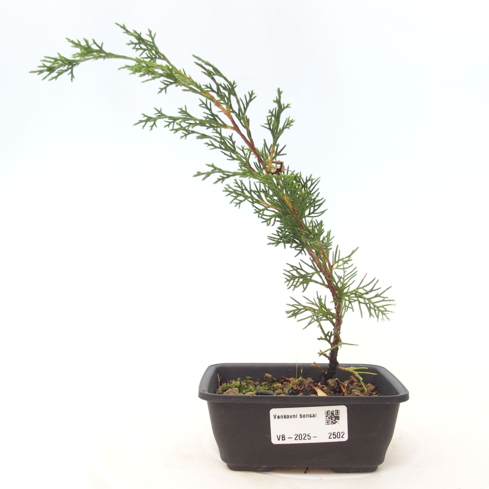 Outdoor bonsai - Juniperus chinensis Itoigawa - Chinese juniper