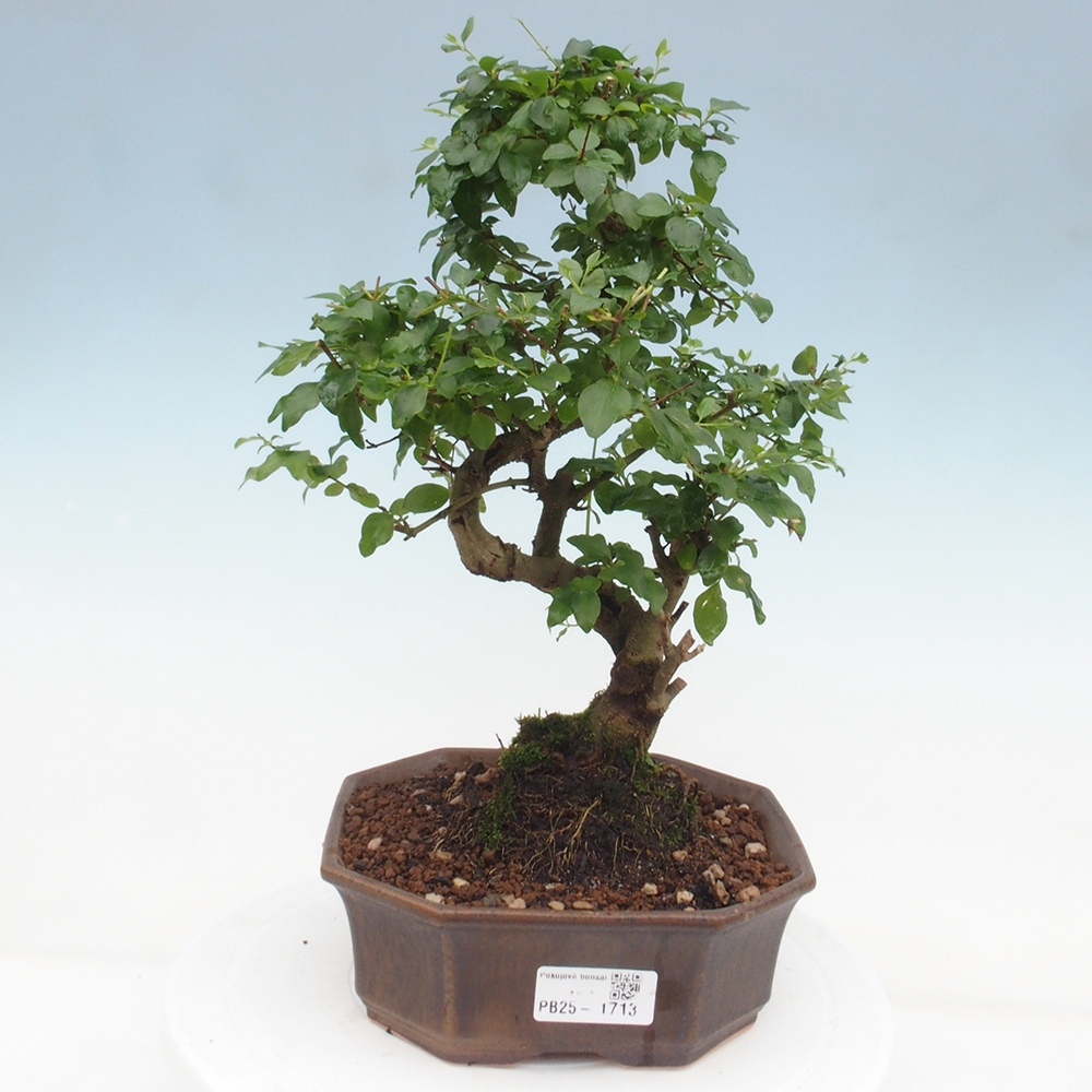 Indoor Bonsai -Ligustrum chinensis - Vogelschnabel