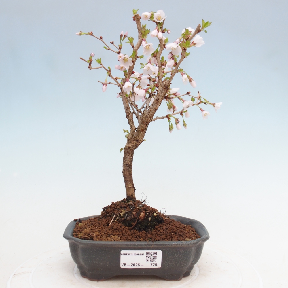 Bonsai für draußen - Prunus incisa Kojou-no mai-Plivon ausgeschnitten