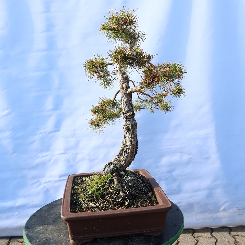 Pinus sylvestris Spanien – Waldkiefer