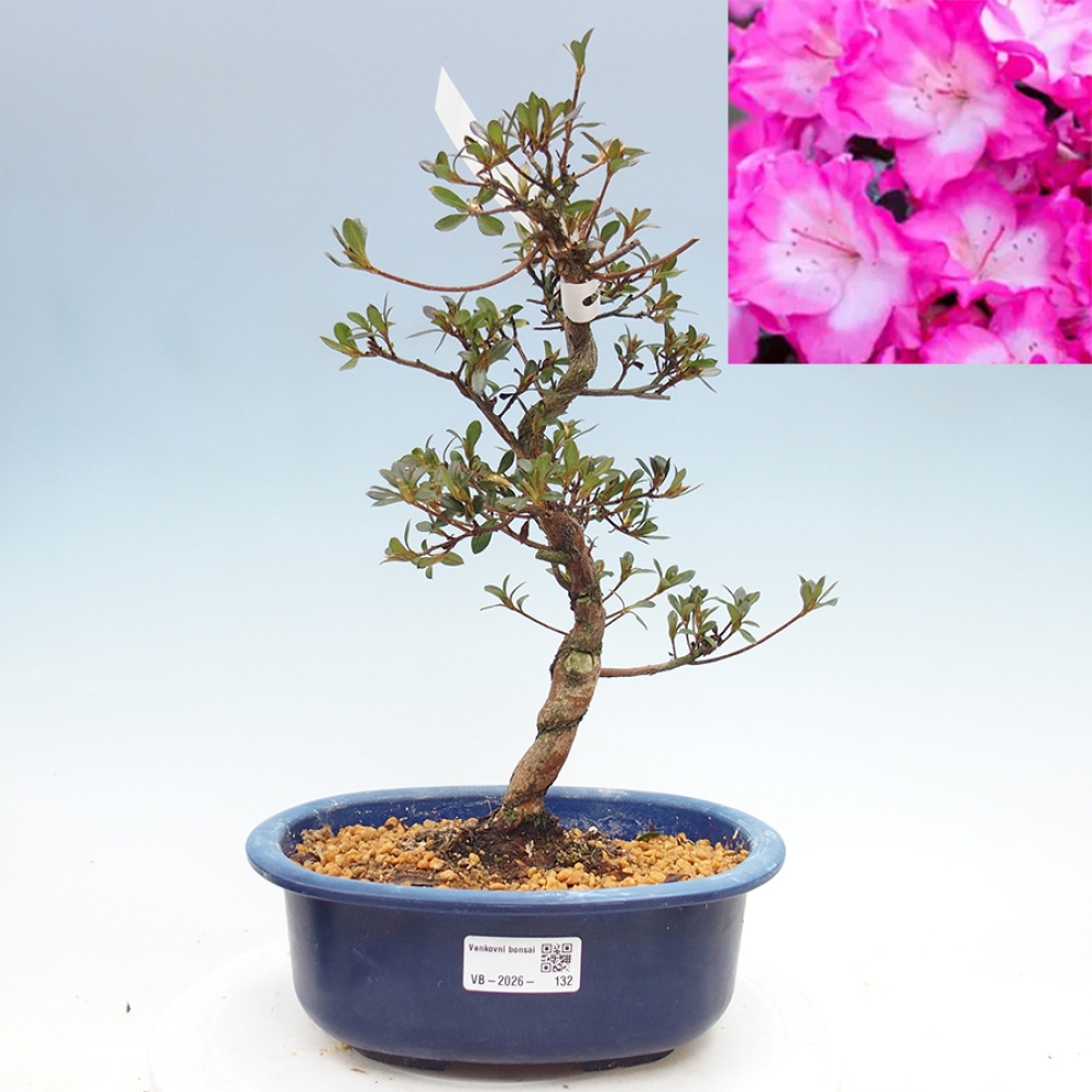 Bonsai für draußen - Japanische Azalee - Azalea Mio
