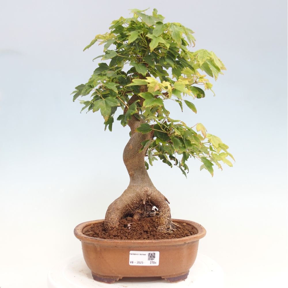 Bonsai im Freien - Ahorn Buergerianum - Burger Maple