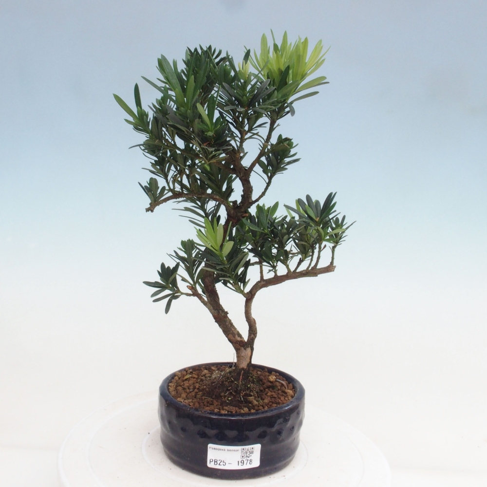 Indoor-Bonsai - Podocarpus - Stein tausend