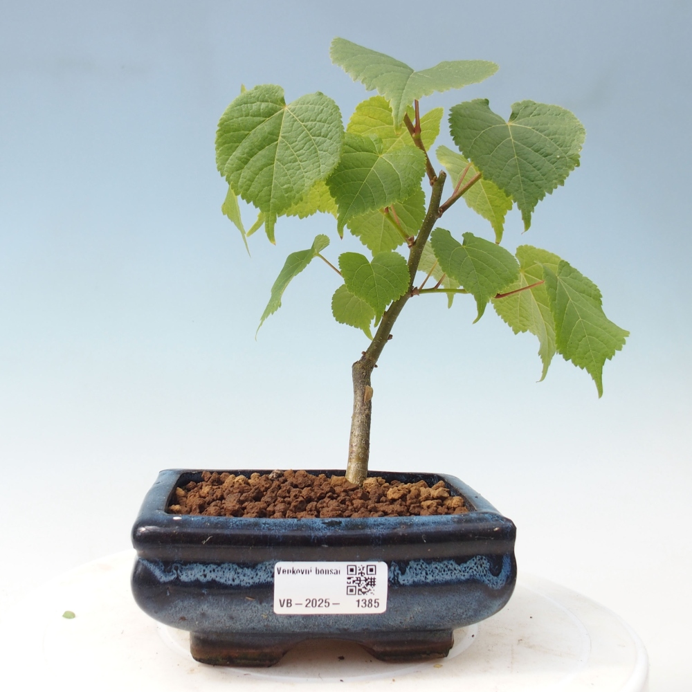 Outdoor-Bonsai - Linden - Tilia cordata