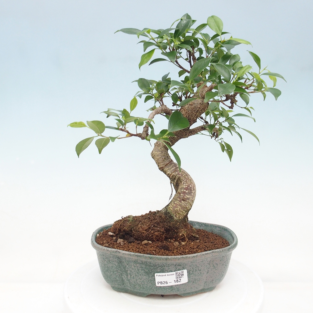 Zimmerbonsai - Ficus retusa - Kleinblättriger Ficus