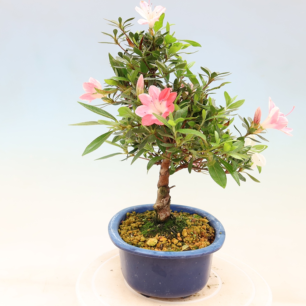 Bonsai für draußen - Japanische Azalee - Azalee Senhime