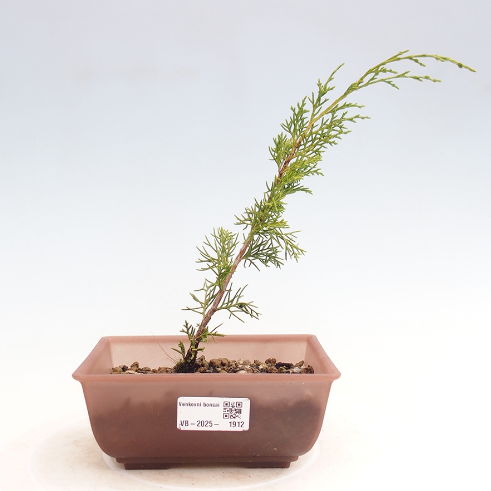 Outdoor bonsai - Juniperus chinensis Itoigawa - Chinese juniper