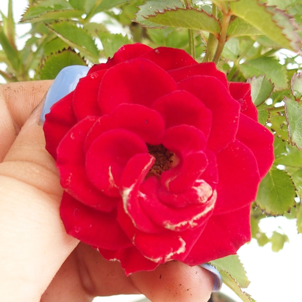 Freilandbonsai - Rosa Kordes -  Rose