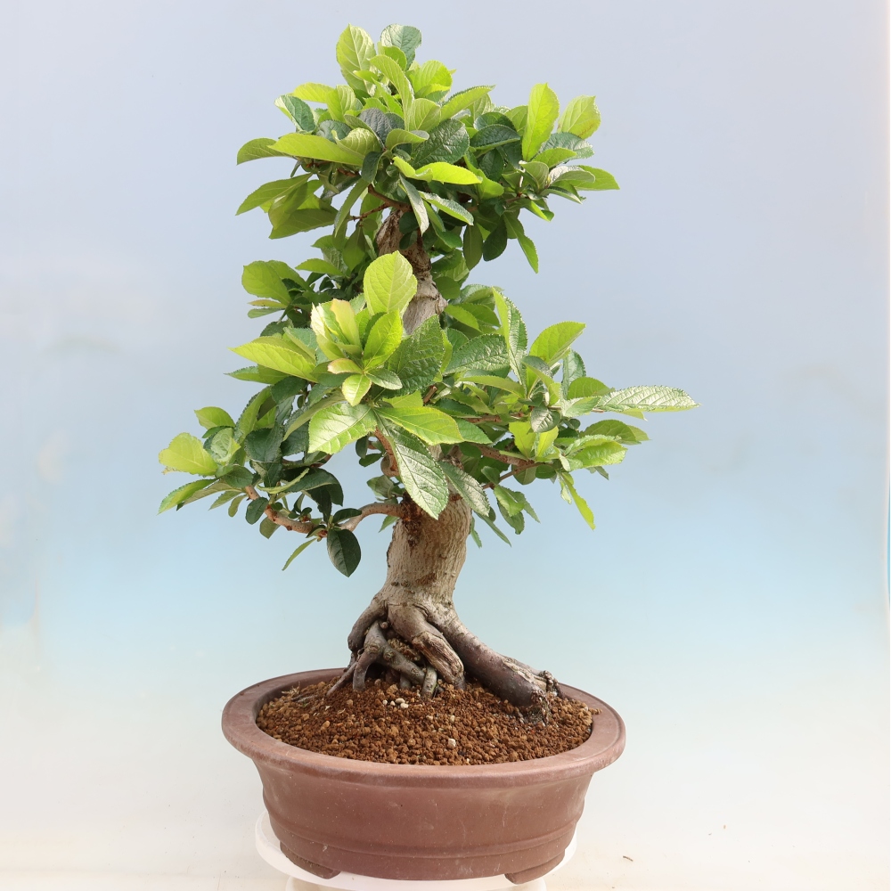 Bonsai für draußen - Photinia villosa