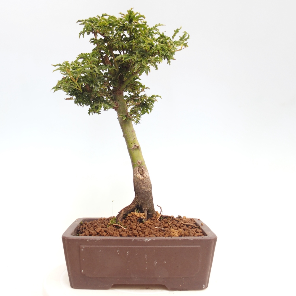 Bonsai im Freien - Acer palmatum Shishigashira-Ahorn