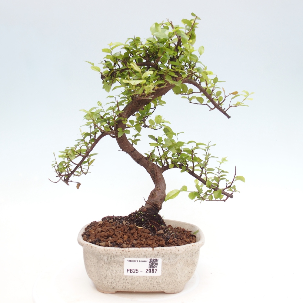 Zimmerbonsai - Sagerécie thea - Sagerécie thea
