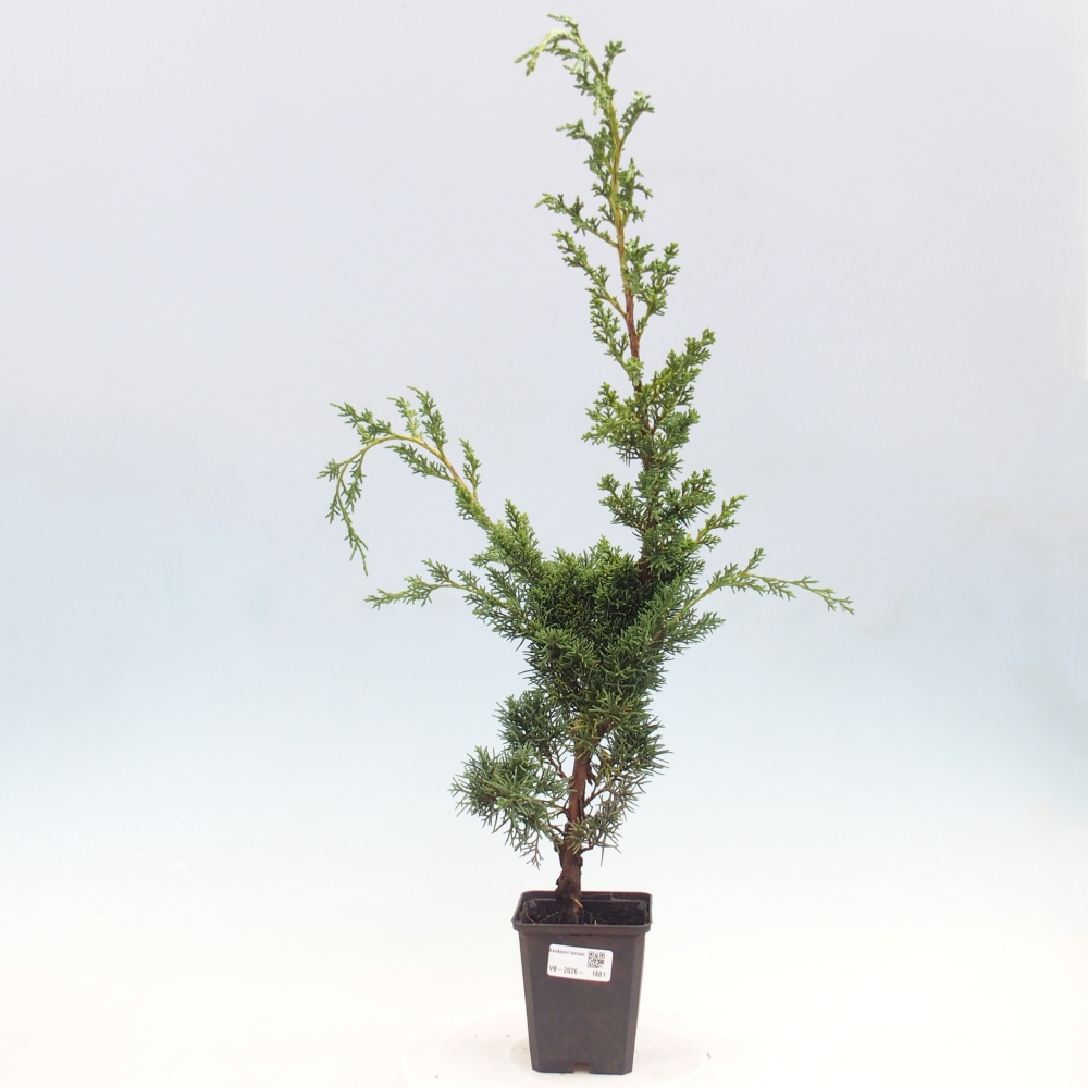 Bonsai für draußen - Juniperus chinensis Kishu