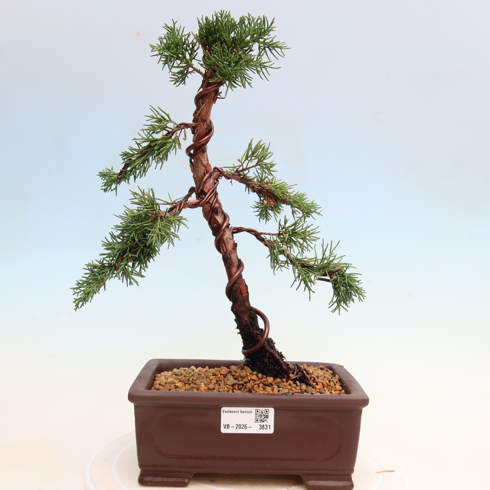 Bonsai für draußen - Juniperus chinensis Kishu