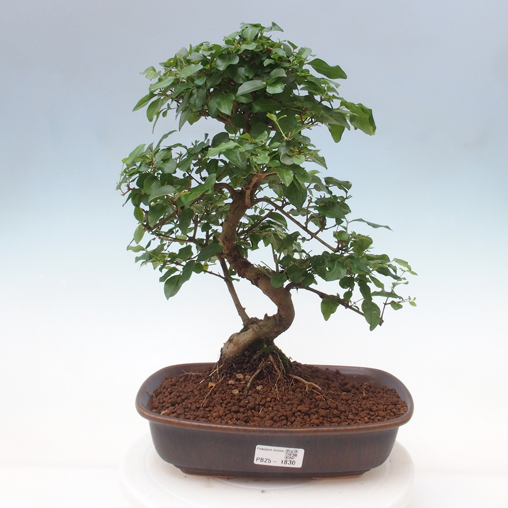 Zimmerbonsai -Ligustrum chinensis - Liguster