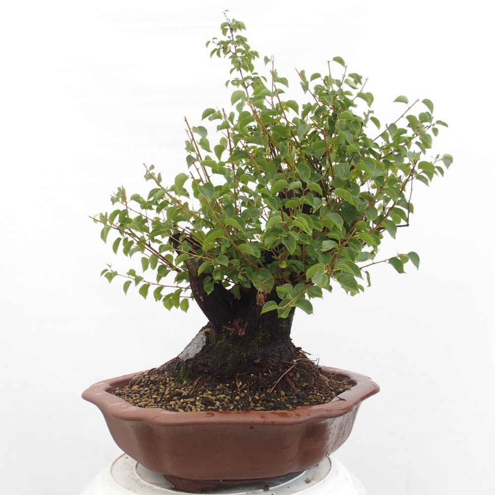 Bonsai im Freien - Mahalebka - Prunus mahaleb