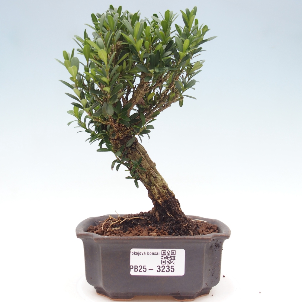 Zimmer Bonsai - Buxus harlandii - Korkbuxus