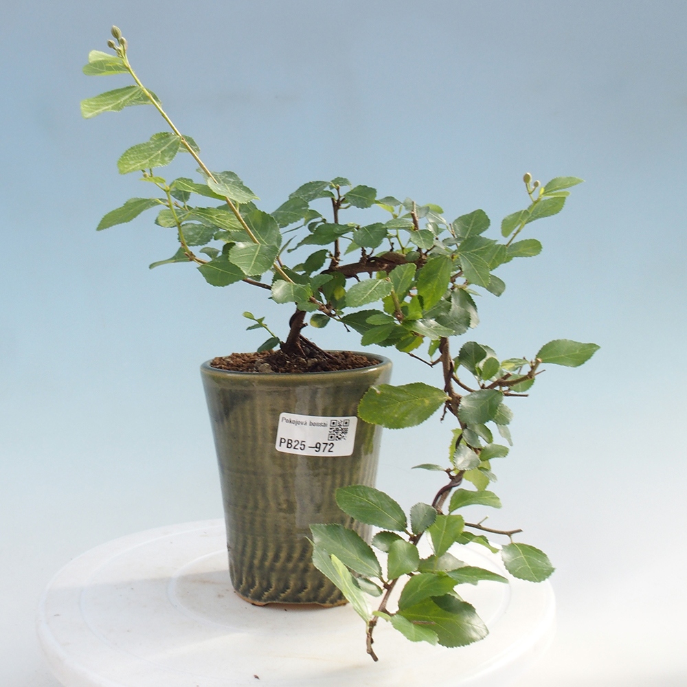 Zimmerbonsai - Grewia occidentalis - Lavendelstern