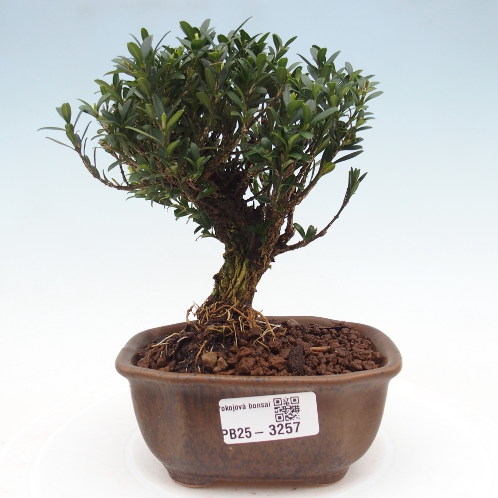 Zimmer Bonsai - Buxus harlandii - Korkbuxus