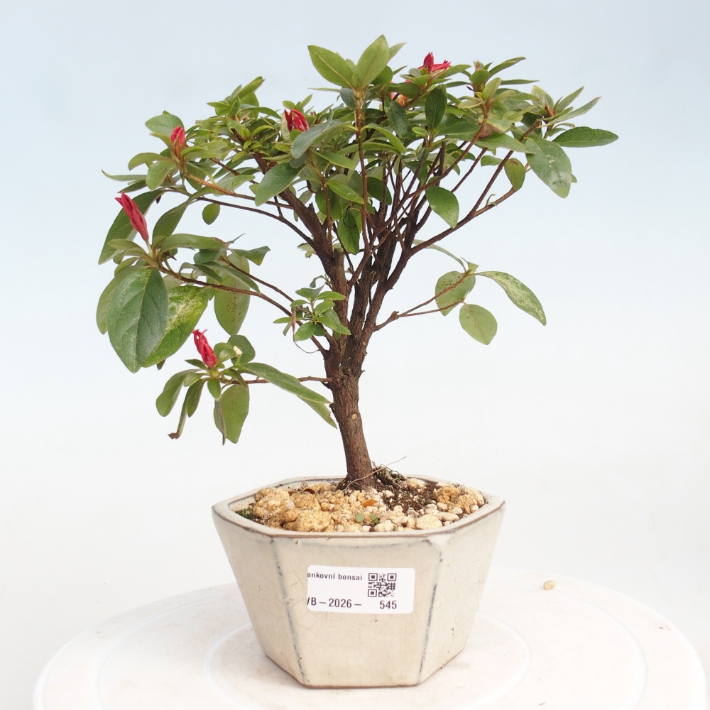 Bonsai für draußen - Japanische Azalee - Azalea sp.