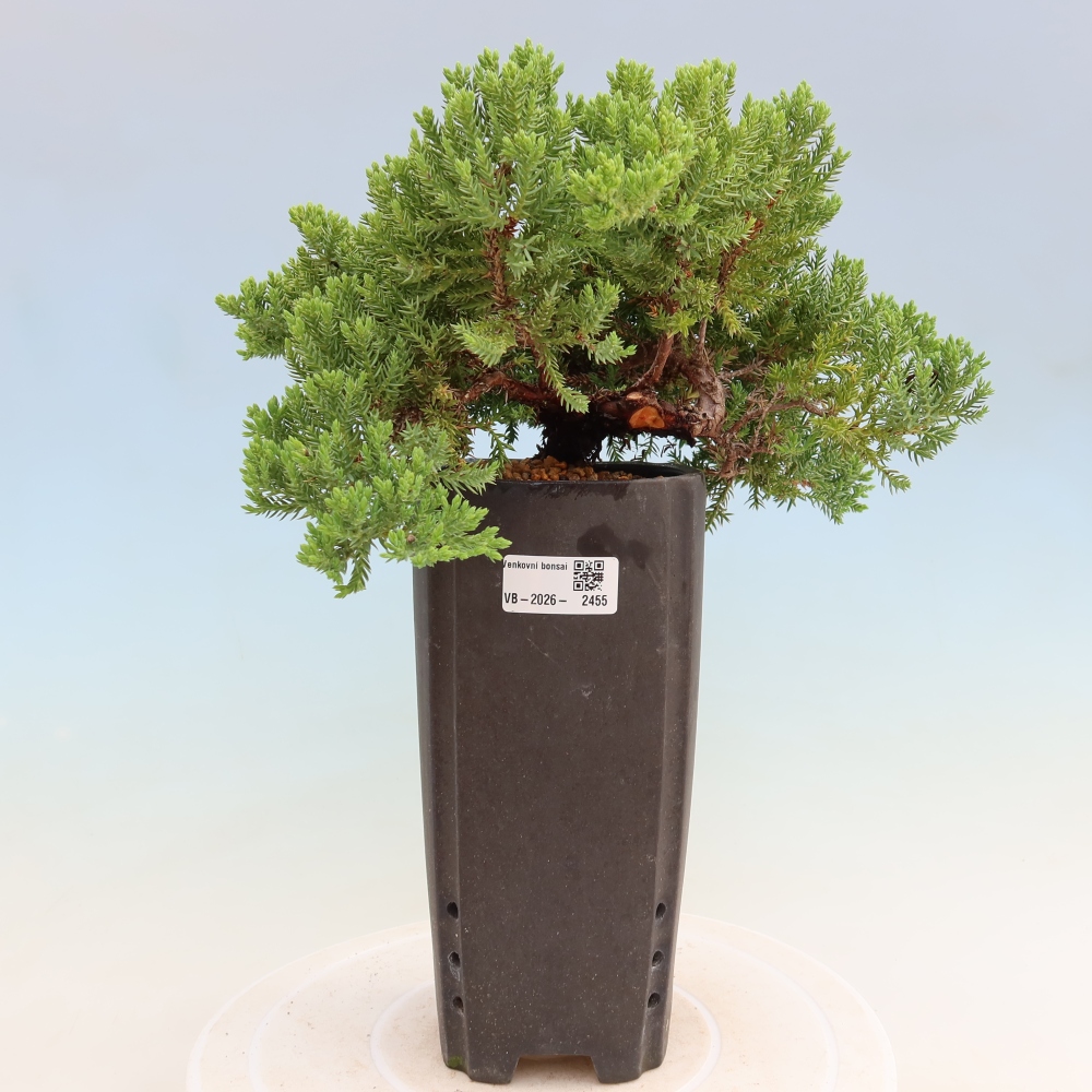 Bonsai für draußen - Juniperus procumbens - Juniperus procumbens