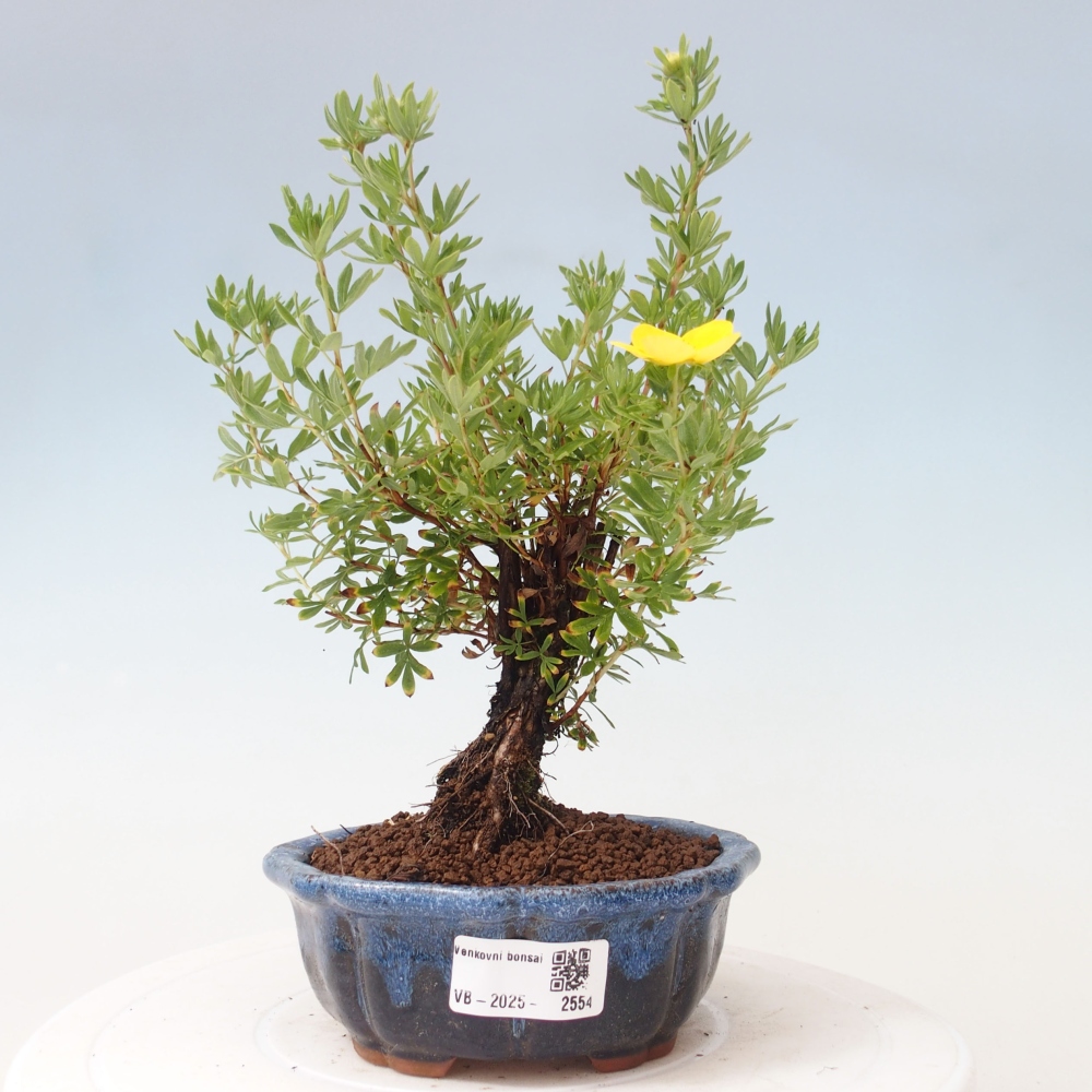 Outdoor-Bonsai-Fingerkraut - Potentila fruticosa gelber Vogel