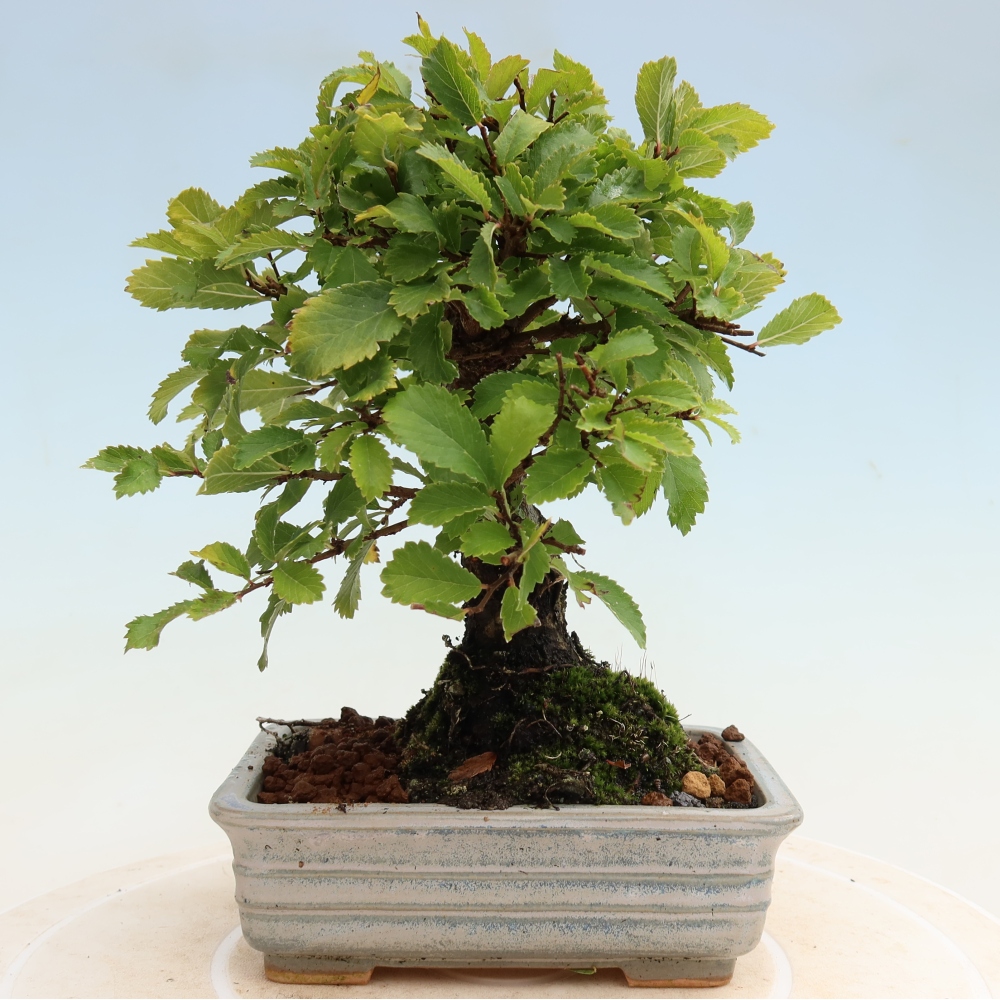 Bonsai für draußen - Zelkova - Zelkova NIRE