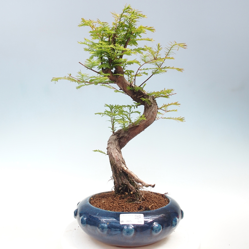 Bonsai im Freien - Metasequoia glyptostroboides - Chinesischer Metasequoia