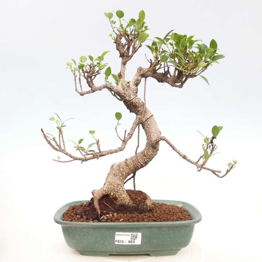 Zimmerbonsai - Ficus kimmen - Kleinblättriger Ficus