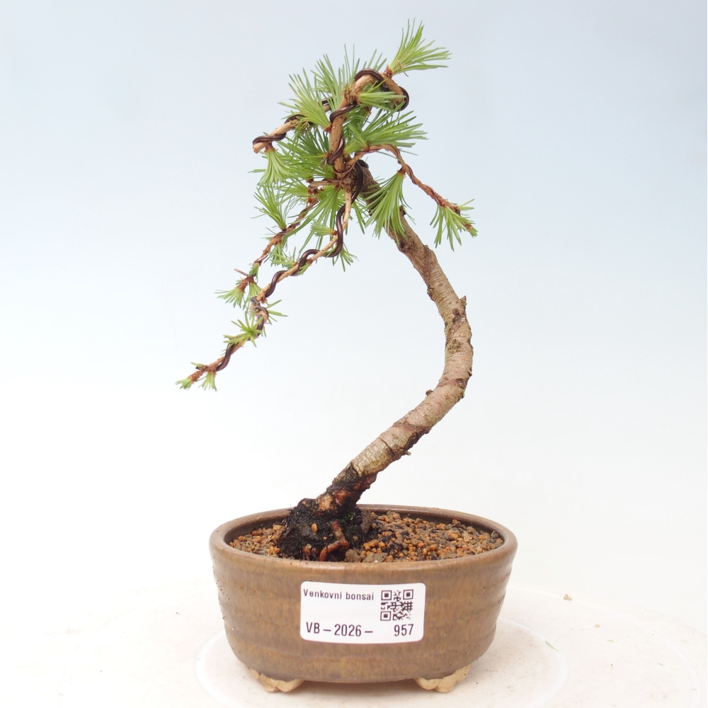 Bonsai für draußen - Larix Kaempferi - Japanische Lärche