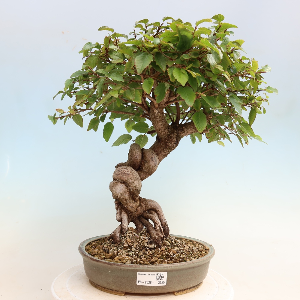 Bonsai für draußen -Carpinus CARPINOIDES - Koreanische Hainbuche