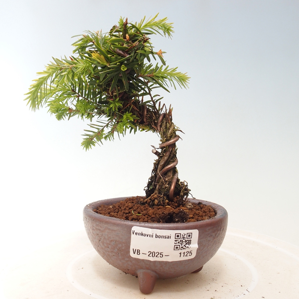 Bonsai im Freien - Tsuga canadensis - Hemlocktanne