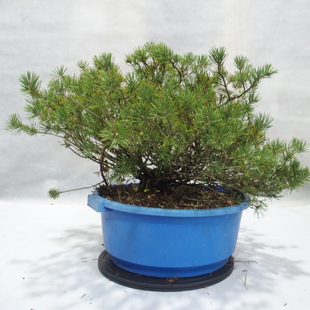 Yamadori - Pinus sylvestris 